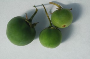 Potato Fruit