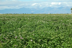 Potato Seedling Field Looking Northeast