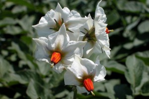 White Potato Flower Cluster