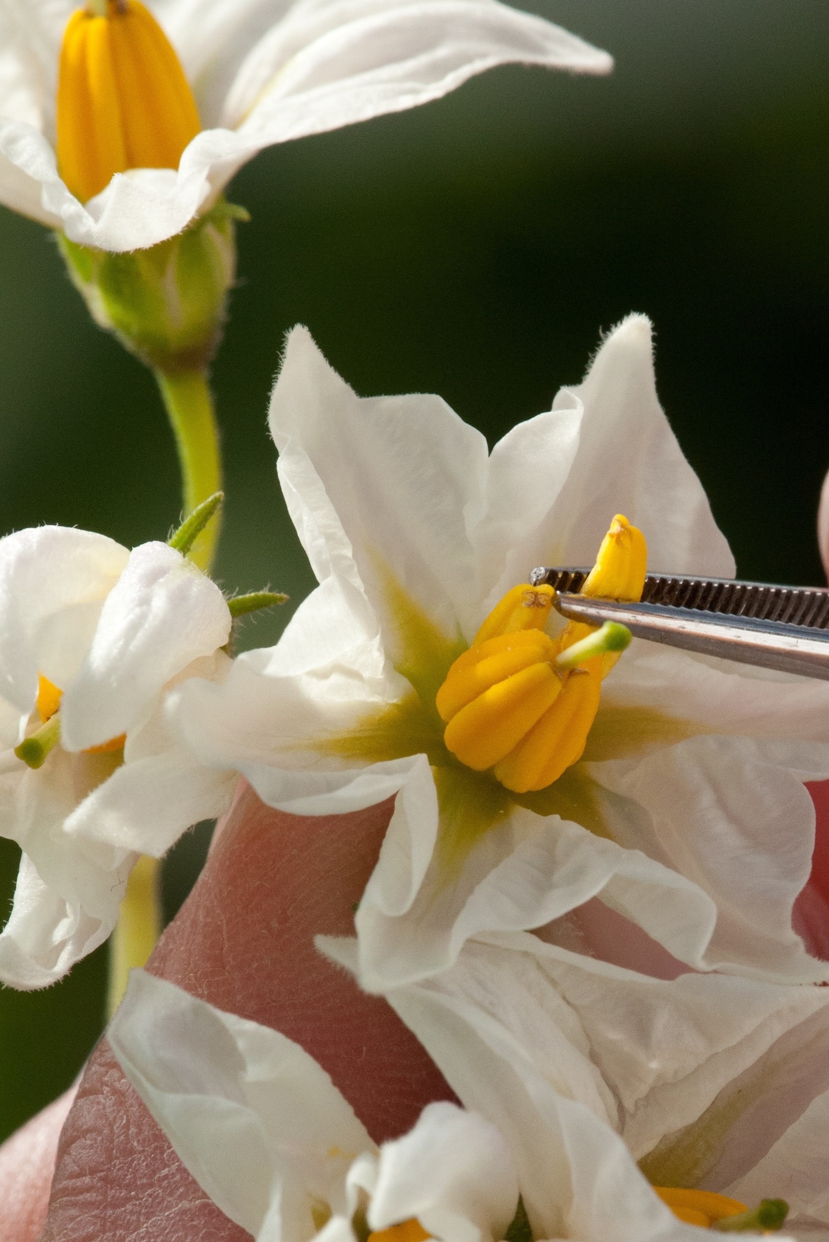 Removing Anthers